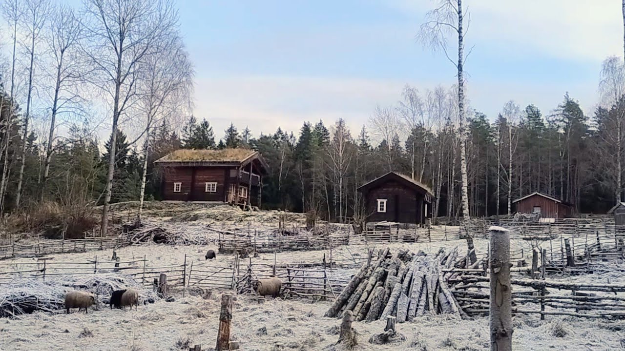 Off-Grid Farm Living in Norway: Short Days, Mustard, 
