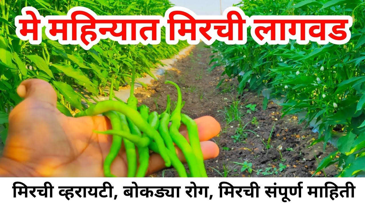 मे महिन्यात मिरची लागवड | मिरची व्हरायटी | मिरची व्हायरस | may mahinyat mirchi | milind bhor
