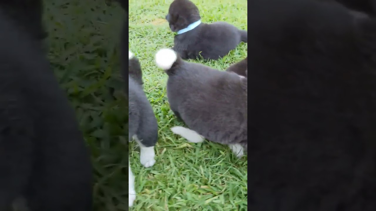 Akita puppies