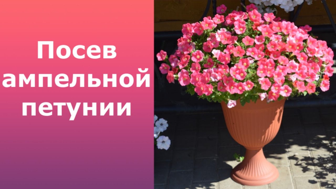 Посев ампельной петунии в 2021 году