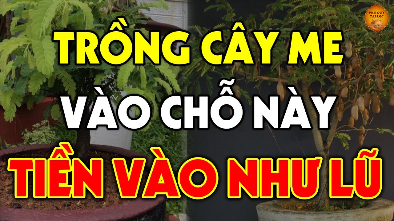 N&ecirc;n TRỒNG C&Acirc;Y ME Ở Đ&acirc;u Để G&Aacute;NH LỘC VỀ NH&Agrave;, Tiền V&agrave;ng K&eacute;o V&agrave;o Như Nước Ti&ecirc;u 3 Đời Kh&ocirc;ng Hết?