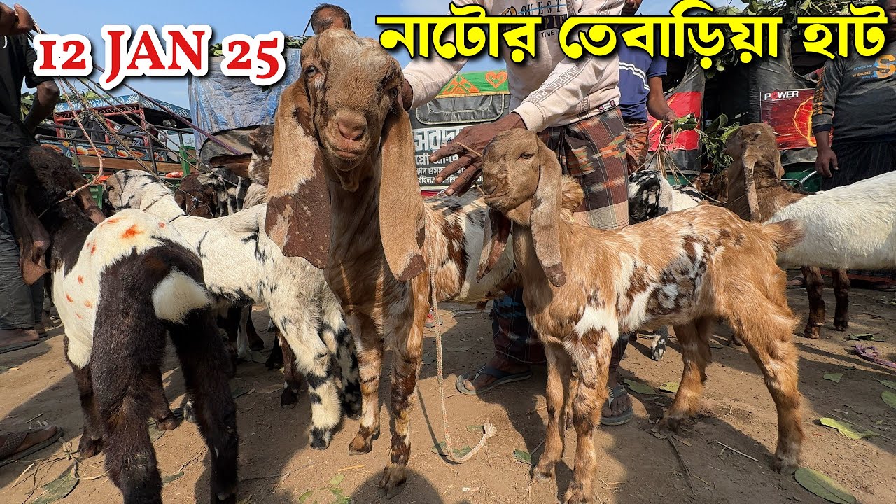 নাটোর তেবাড়িয়া হাটে ক্রস তোতাপুরী হরিয়ানা বিটল যমুনাপারি ও খাসির দাম জানুন