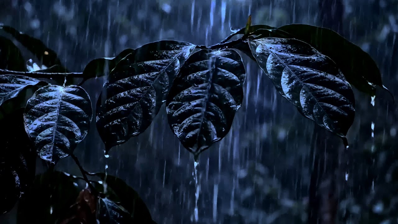 🌙 Deep Forest Rainfall — Peaceful Rain Sounds for Sleeping, Relaxing & Anxiety Relief 💧