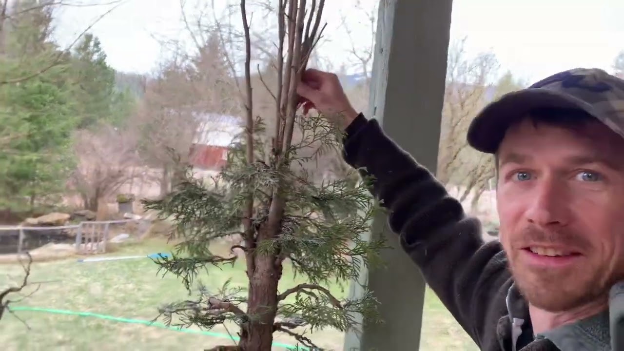 Thuja Bonsai From a $20 Hedge Update and Second Working