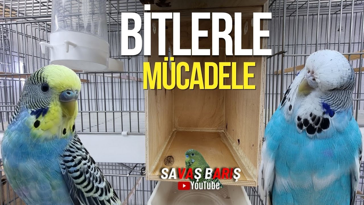 Muhabbet Kuşu Üretimhanesinde Bitlerle Mücadele + Exzolt Kullanımı