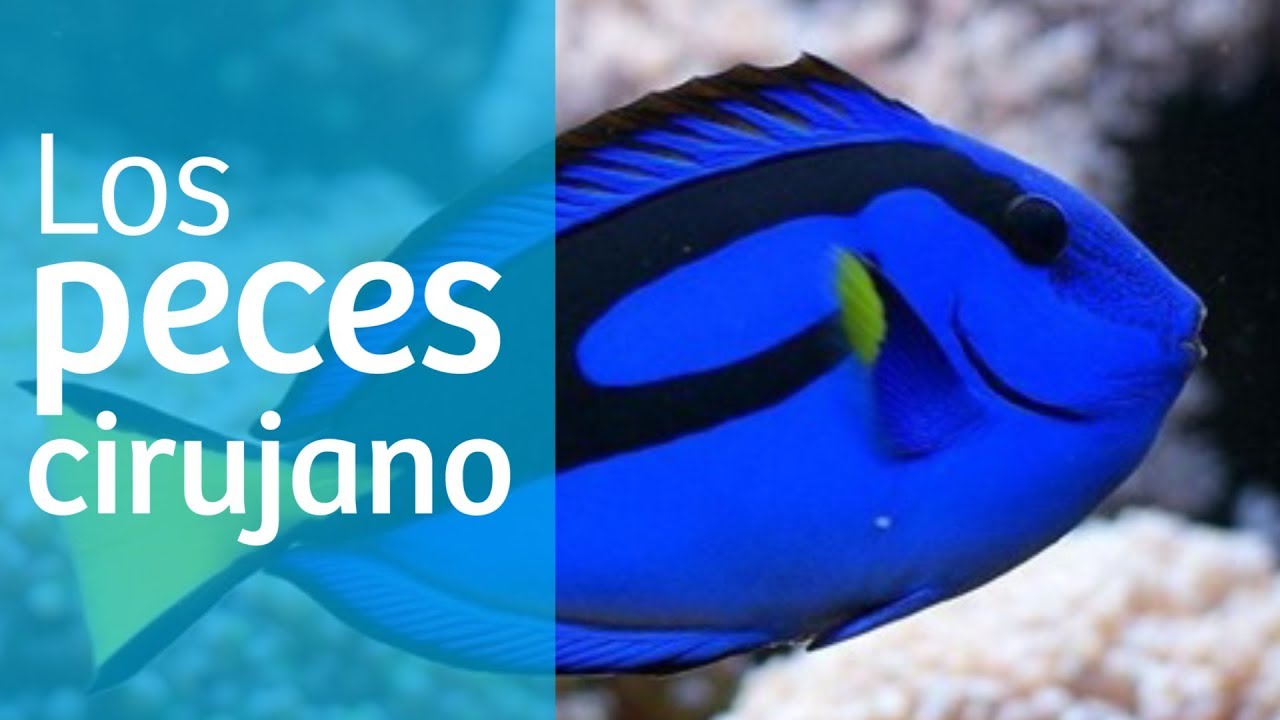Acuario marino · Los peces cirujano 💉
