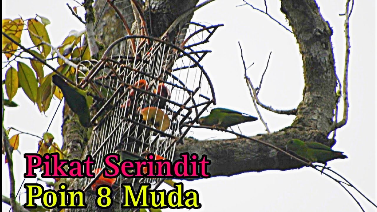 Memikat Serindit || Pokok Kering part 6 / Tapau 8 Ekor #pikatserindit #birdhunting #serinditgacor