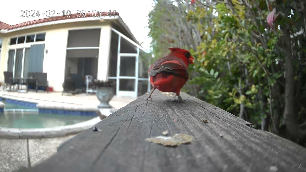 Painted Bunting and Cardinal