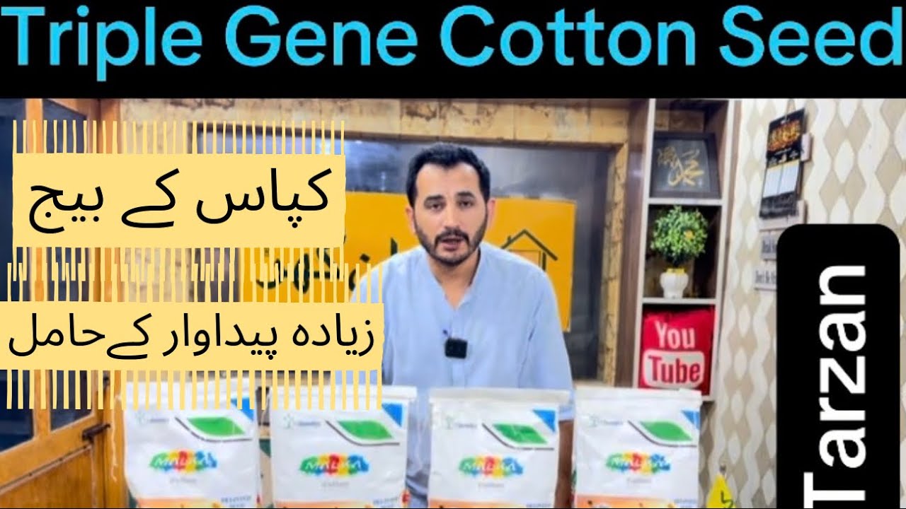 Triple Gene Cotton Seed Varieties available at Kissan Ghar | Tarzan four brother | myto, hataf 
