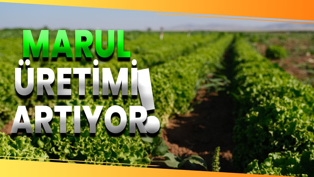 Konya Ovası'nda Alternatif Ürün Marul Üretimi Artıyor