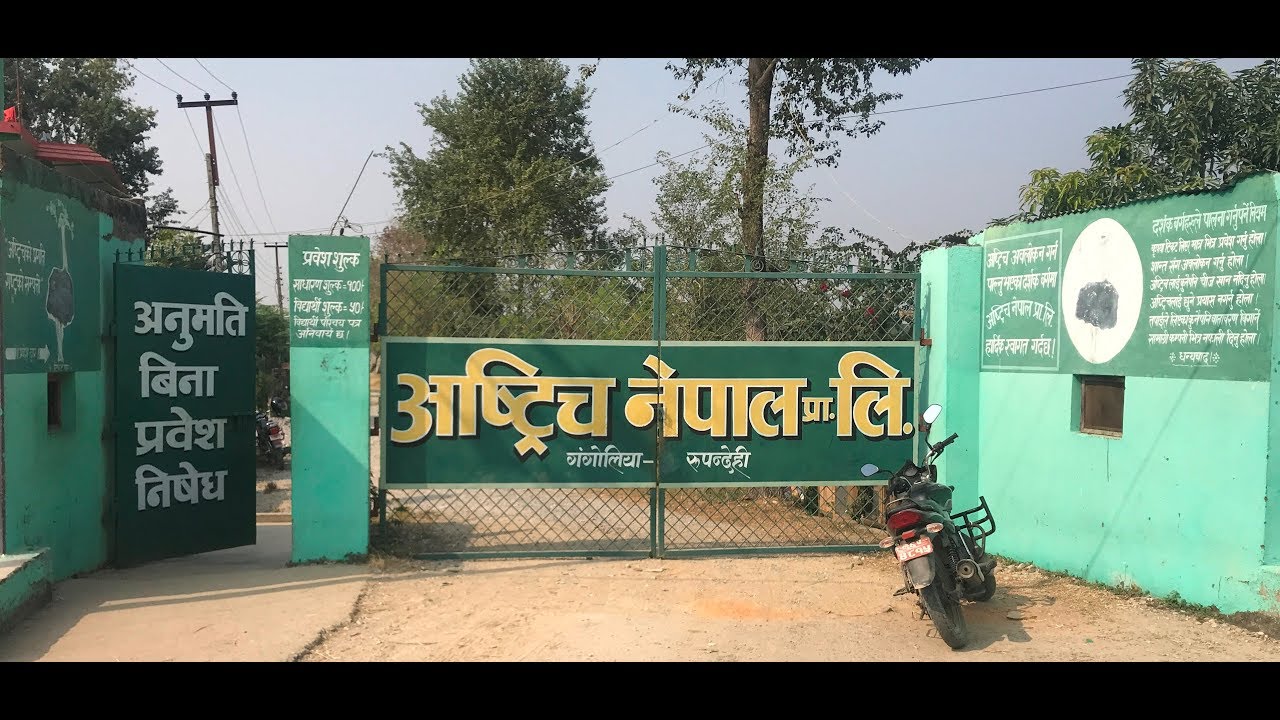 Biggest ostrich farm in Nepal, Butwal, Nepal