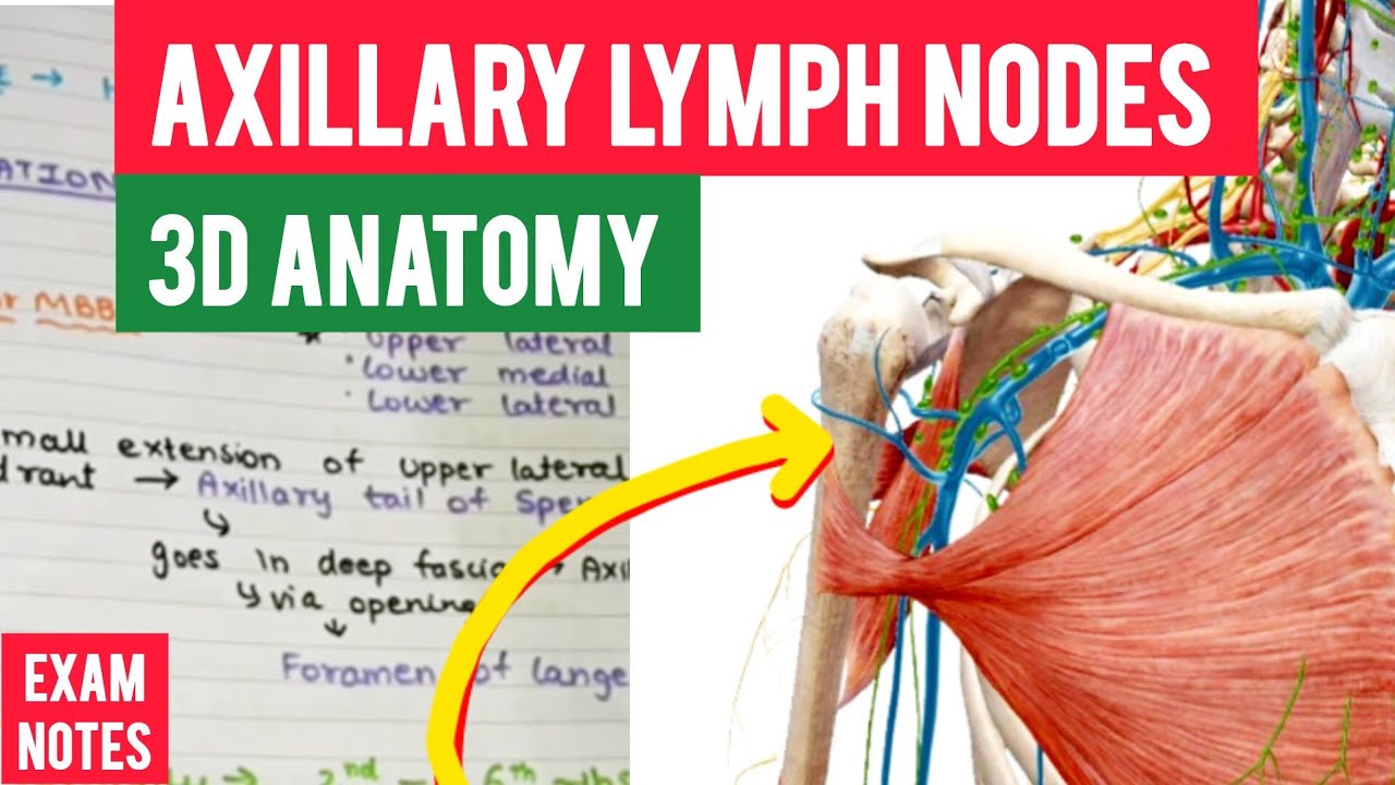 Axillary lymph nodes | In Detail | Upper limb anatomy 