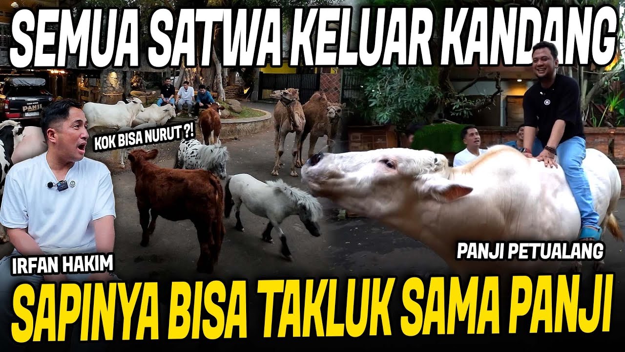 PANJI BERHASIL TAKLUKIN SAPI TERBESAR DI RUMAH A IRFAN HAKIM !!