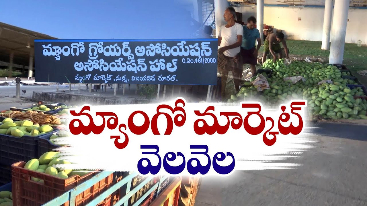 పంట దిగుబడి లేక మామిడి హోల్ సేల్ మార్కెట్ వెలవెల | Wholesale Mango Market Empty | NTR Dist