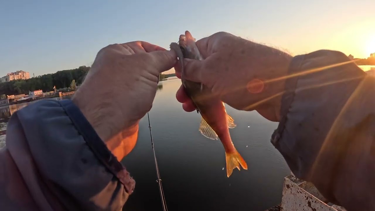 (GoldFish)Окунь на Тернопільському ставі! Друга серія!