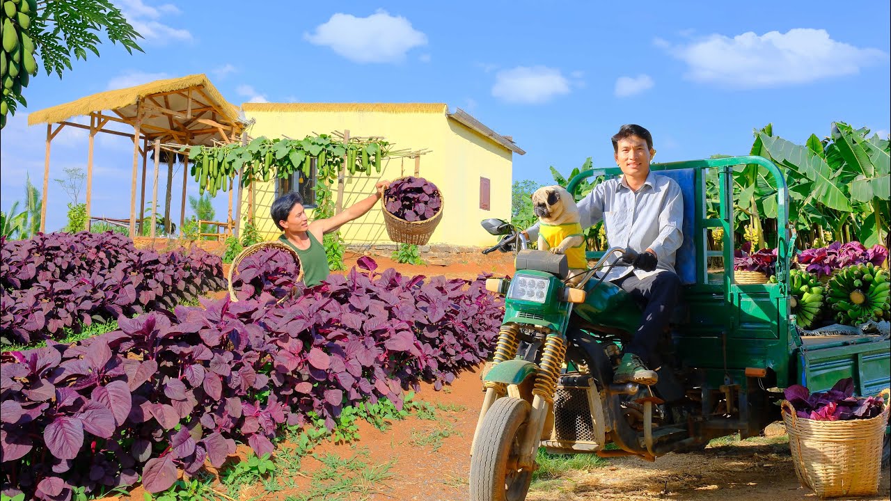 Harvest Full Three-Wheel Cart Of Homegrown Red Amaranth, Bananas – Sell At Market – Cook With Them