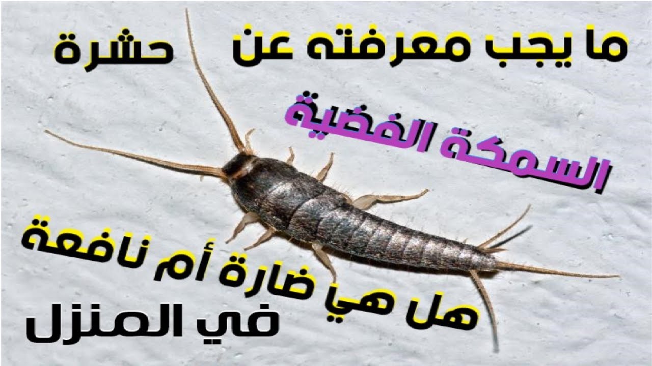 هل عندك حشرة السمكة الفضية في منزلك - معلومات يجب أن تعرفها