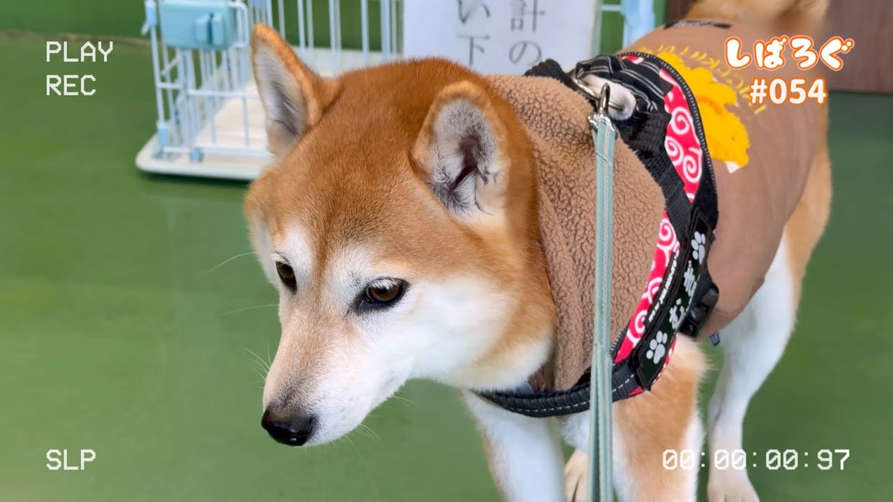 【柴Log】爪切りに来ただけの動物病院で余裕のフリしてガクブルな柴犬【しばろぐ#054】