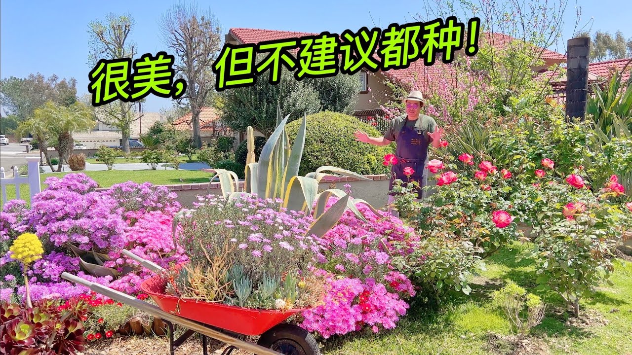 园艺篇374 很美！但我是来劝退大家的！Ice plent松叶菊 又名Lampranthus spectabilis美丽日中花