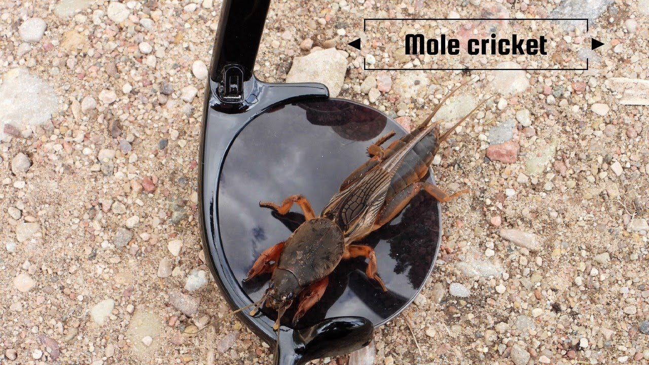 Mole cricket