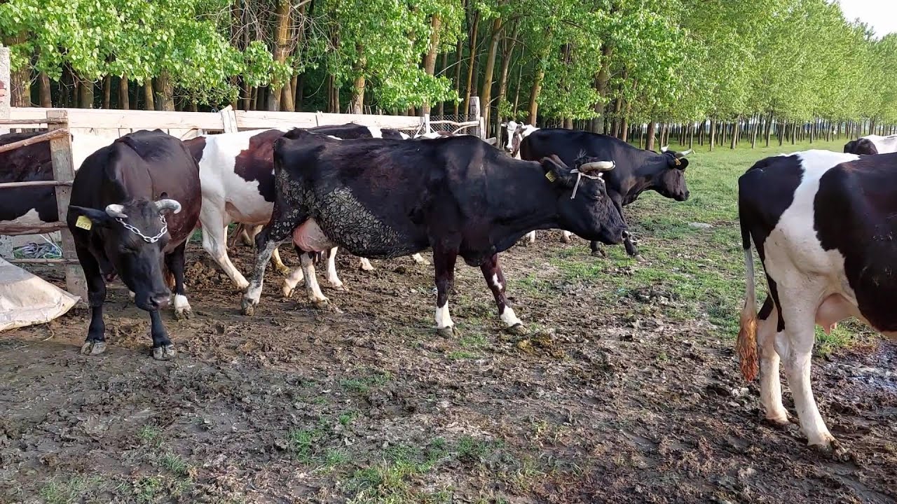 VACI BALTATA ROMANEASCA SI HOLSTEIN - AM PARTICIPAT LA MULS LA FERMA FAMILIEI TELCEAN DIN FETESTI