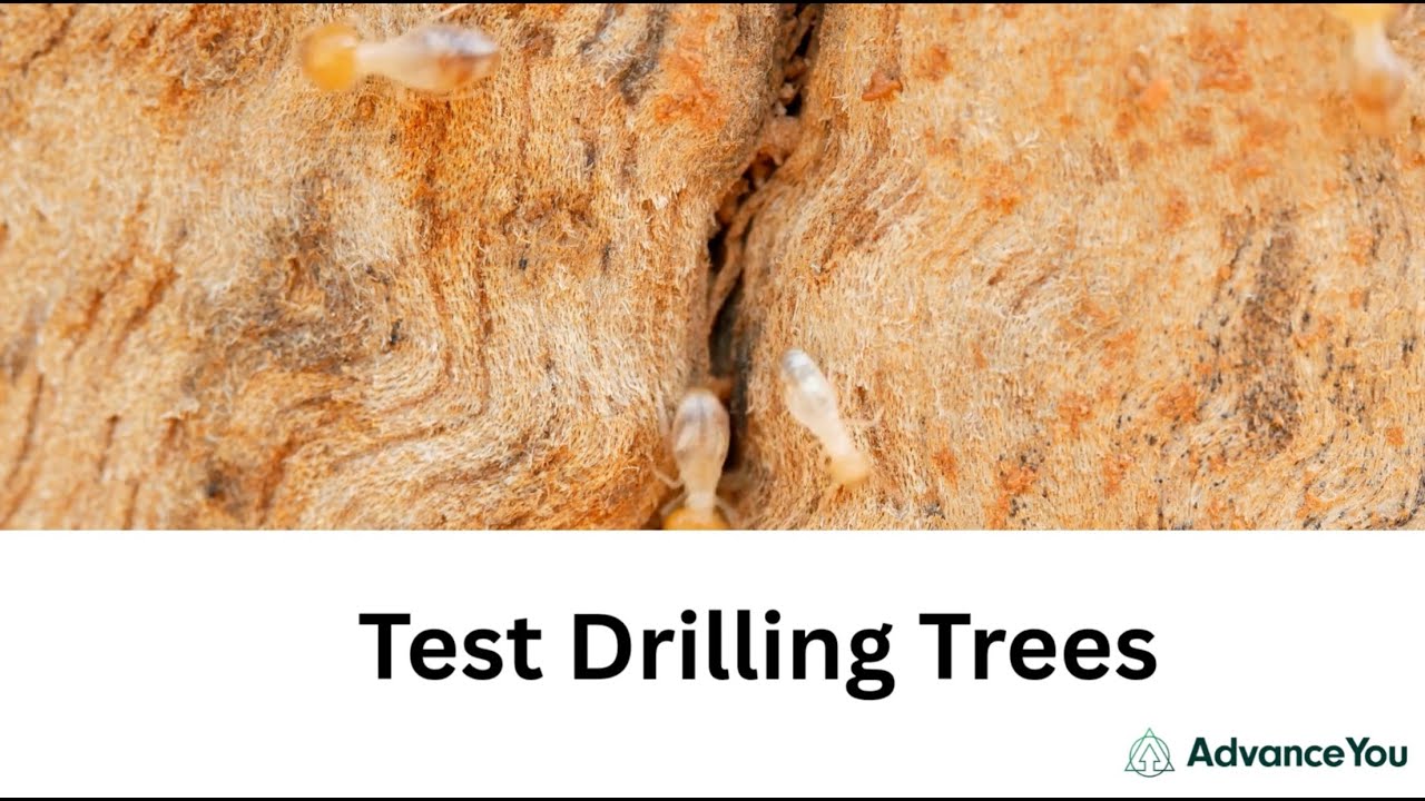 How To Test Drilling Trees