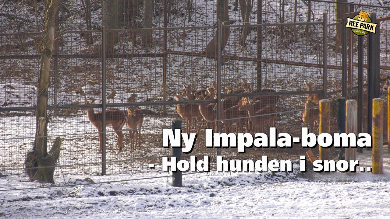 Impalaer i Ree Park Safari