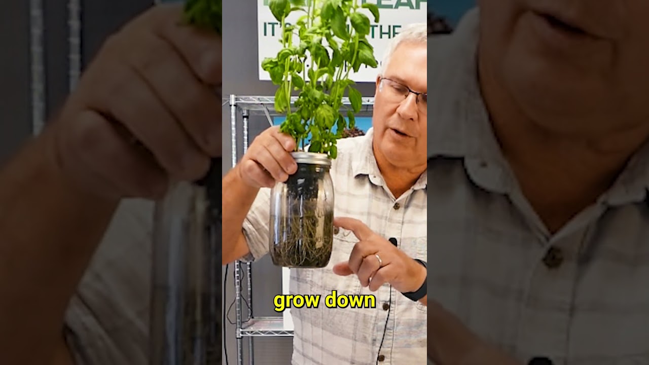 Гидропонный сад в помещении #kratkymethod #садоводствовквартире #городскоесадоводство