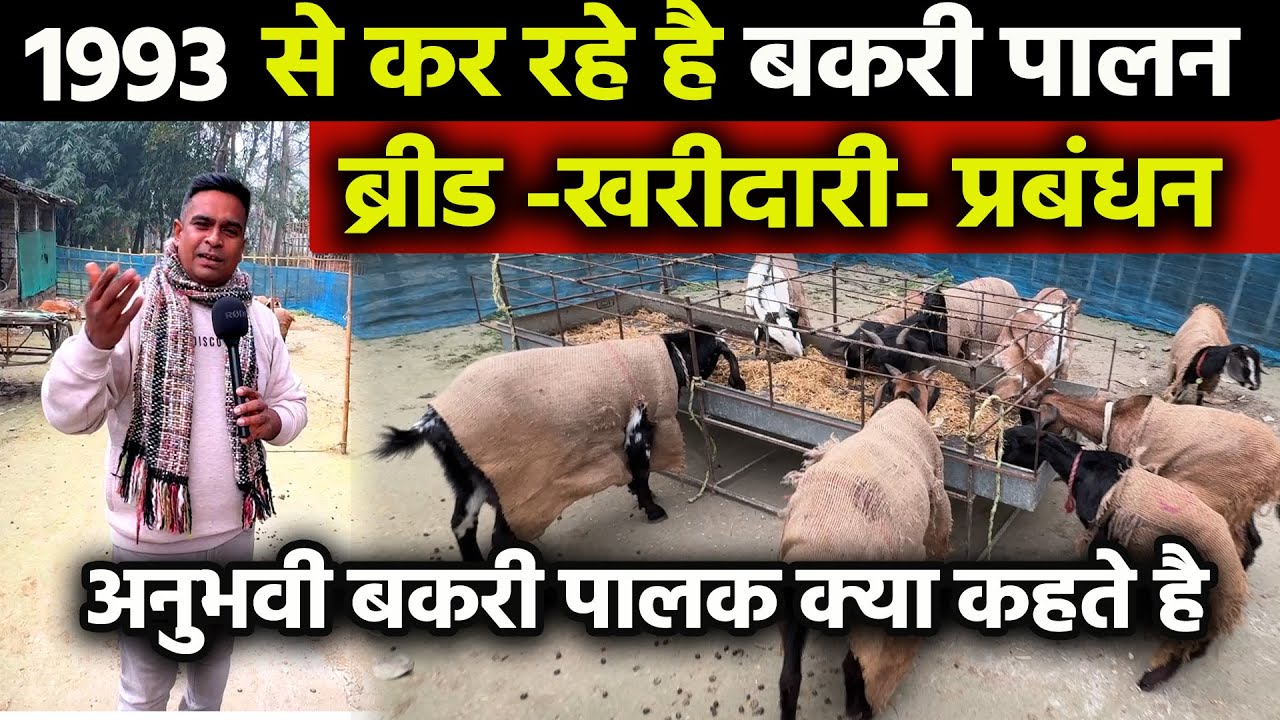 पिछले 31 साल से Goat Farming Business करने वाले बकरी पालक से मिलिए बकरी पालन के अहम् पहलुओं पर चर्चा
