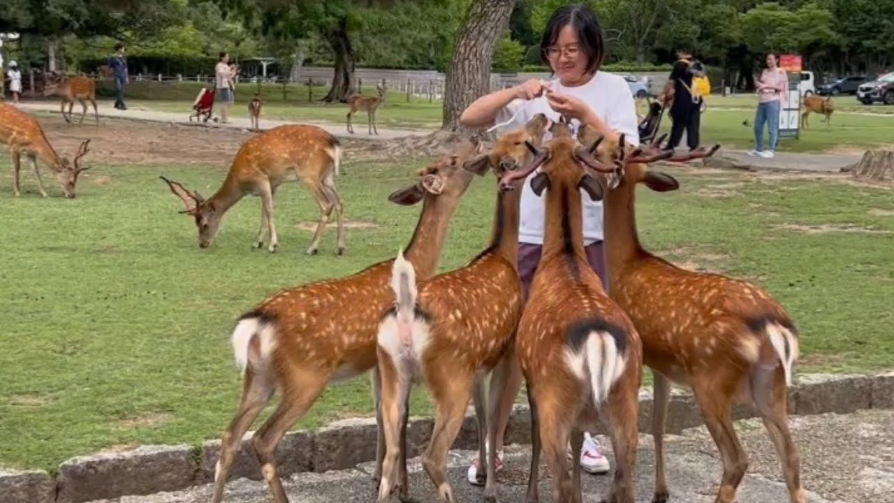 日本の奈良公園の鹿❤️‍🩹レンドリーな鹿が観光客を愛情を込めて歓迎#narapark #narajapan 