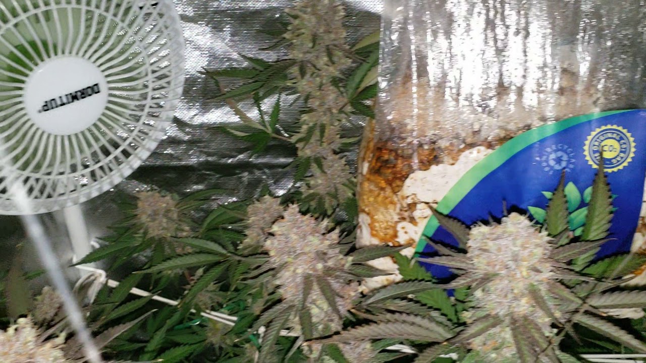 All gas OG day 65