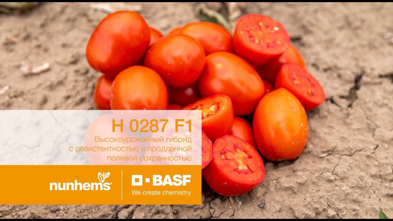 промышленный томат Н 0287 F1 селекции Nunhems| BASF. Мехуборка на полях АПК Астраханский