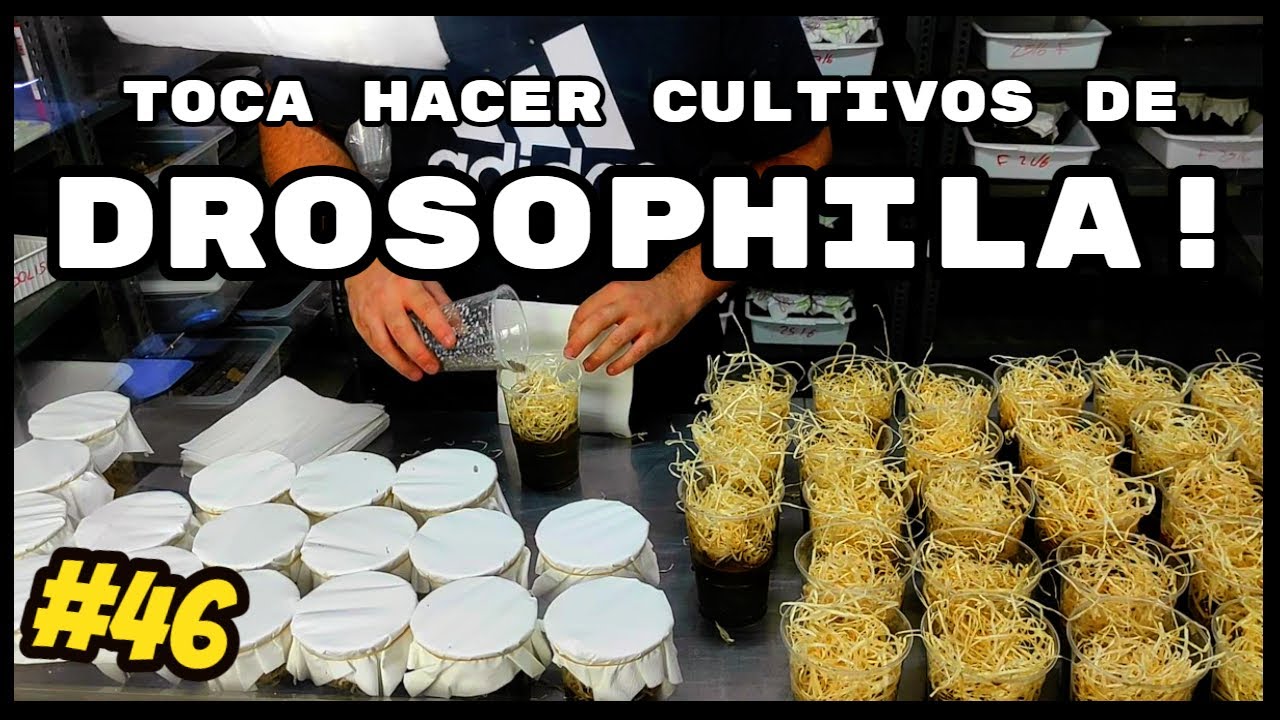 🦟¿CÓMO HACEMOS NUESTROS CULTIVOS DE DROSOPHILA? 🦟 | KANAKY VLOG #46