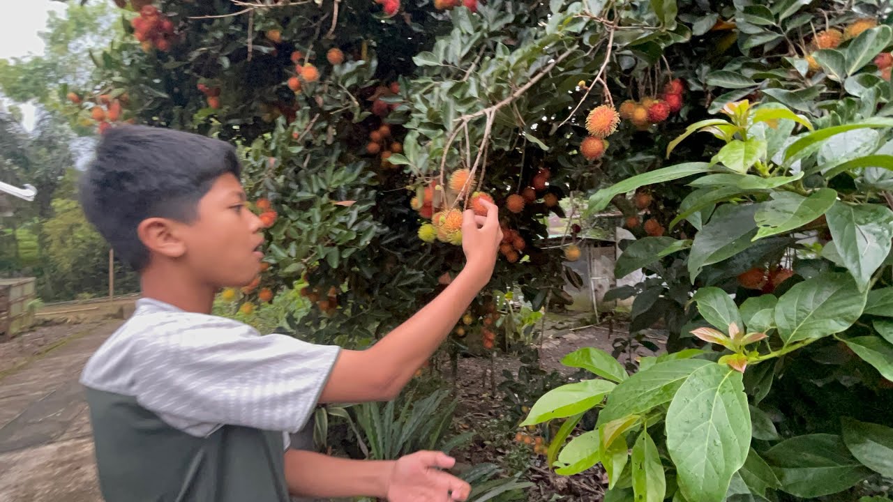 PANEN RAMBUTAN GUYS 😱😘😊
