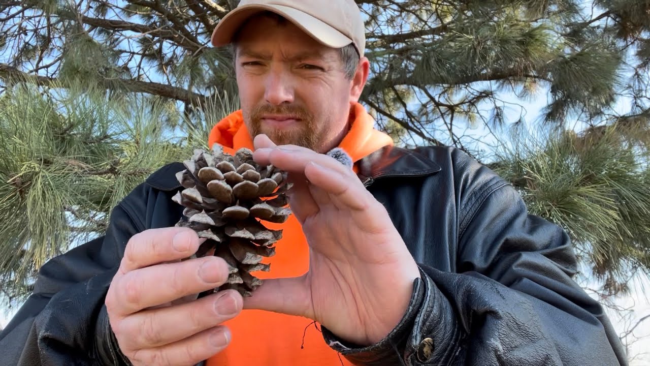 Ponderosa pine identification (Pinus ponderosa)