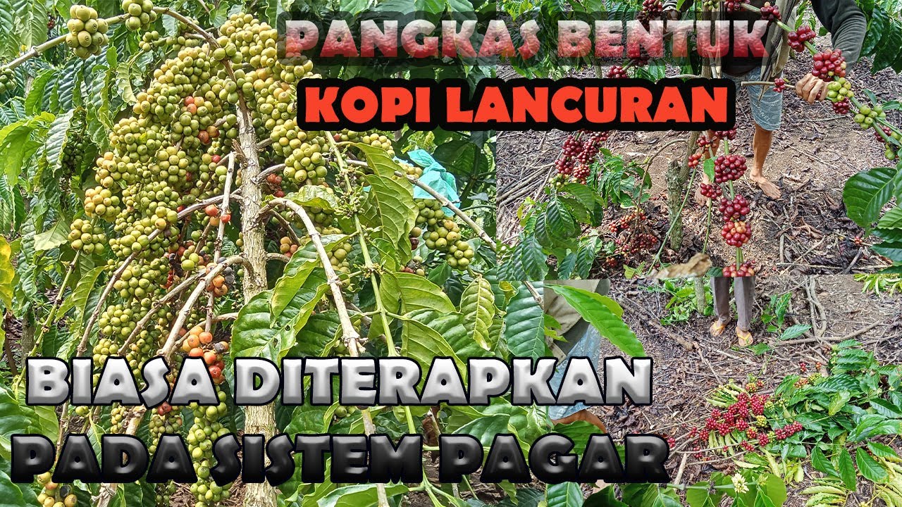 PROSES PEMBENTUKAN, PEMANGKASAN PADA AKHIR MUSIM PANEN KOPI SISTEM LANCURAN ALA SISTEM PAGAR