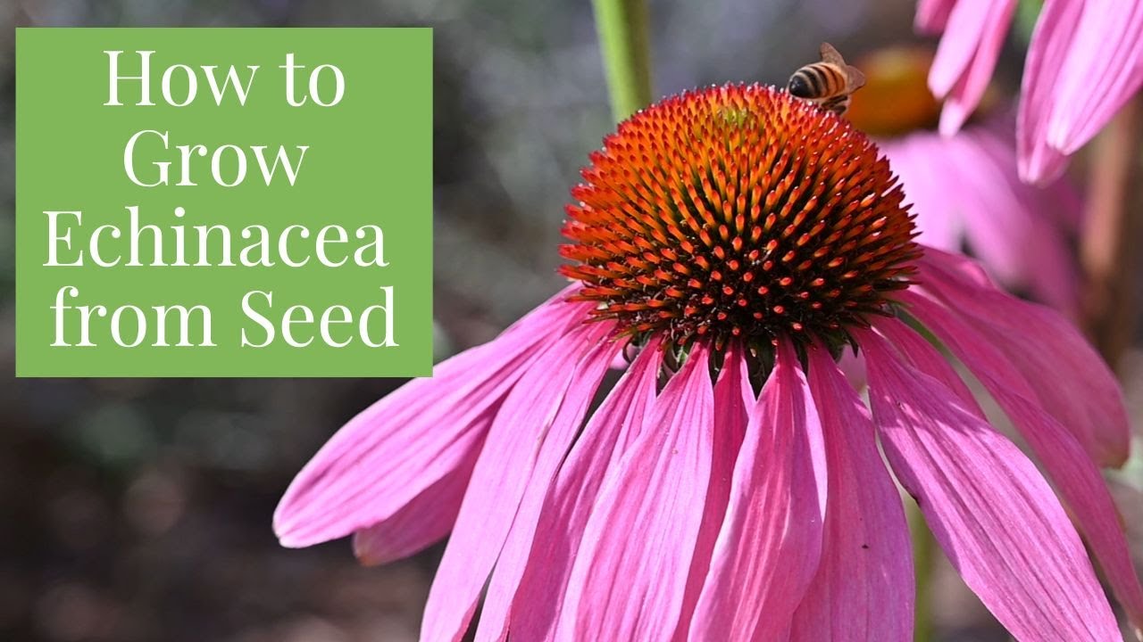 How to Start Coneflower From Seeds - Echinacea purpurea