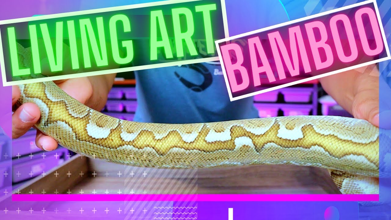 The Bamboo Ball Python // Living Art Series