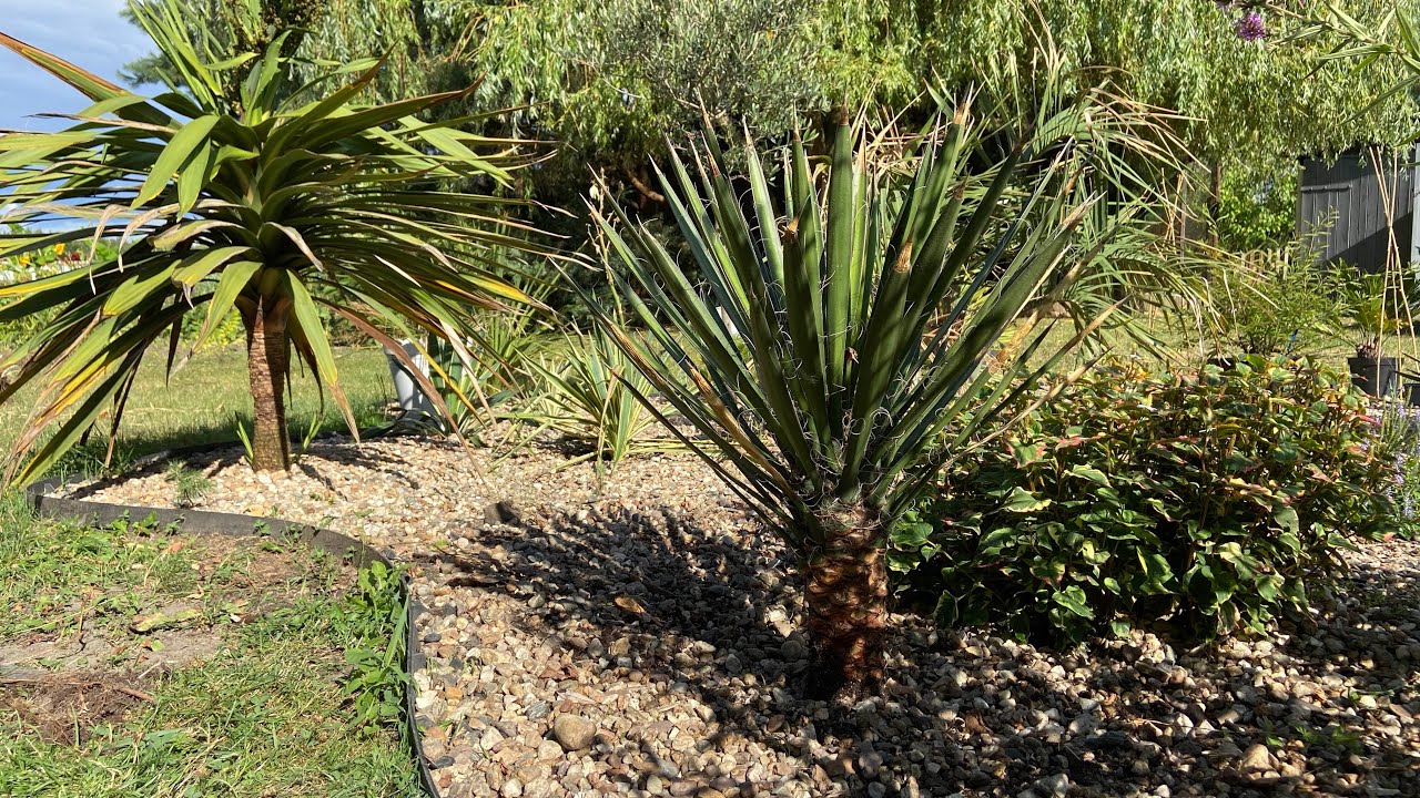Yucca rostrata i filifera trafiają do gruntu.