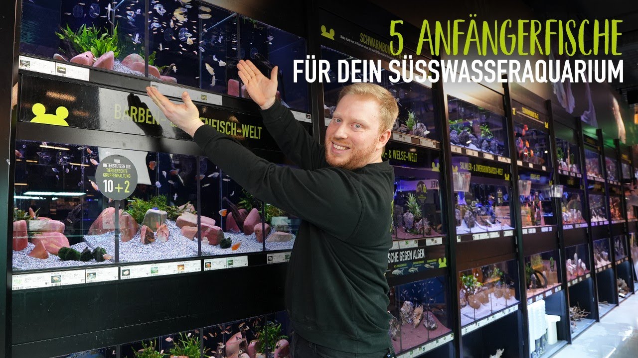 5 Anfängerfische für Dein Süßwasseraquarium | KÖLLE ZOO