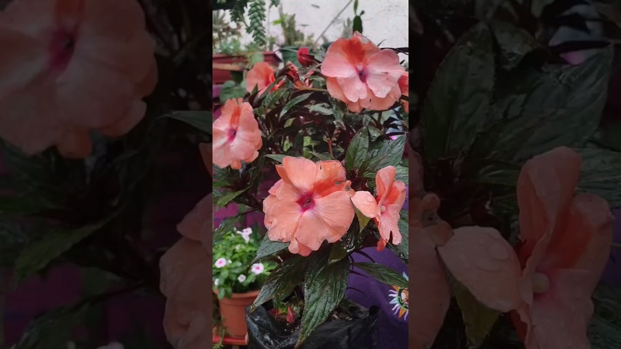 Como Cuidar la Planta de Besitos #planta #jardin #flores #short