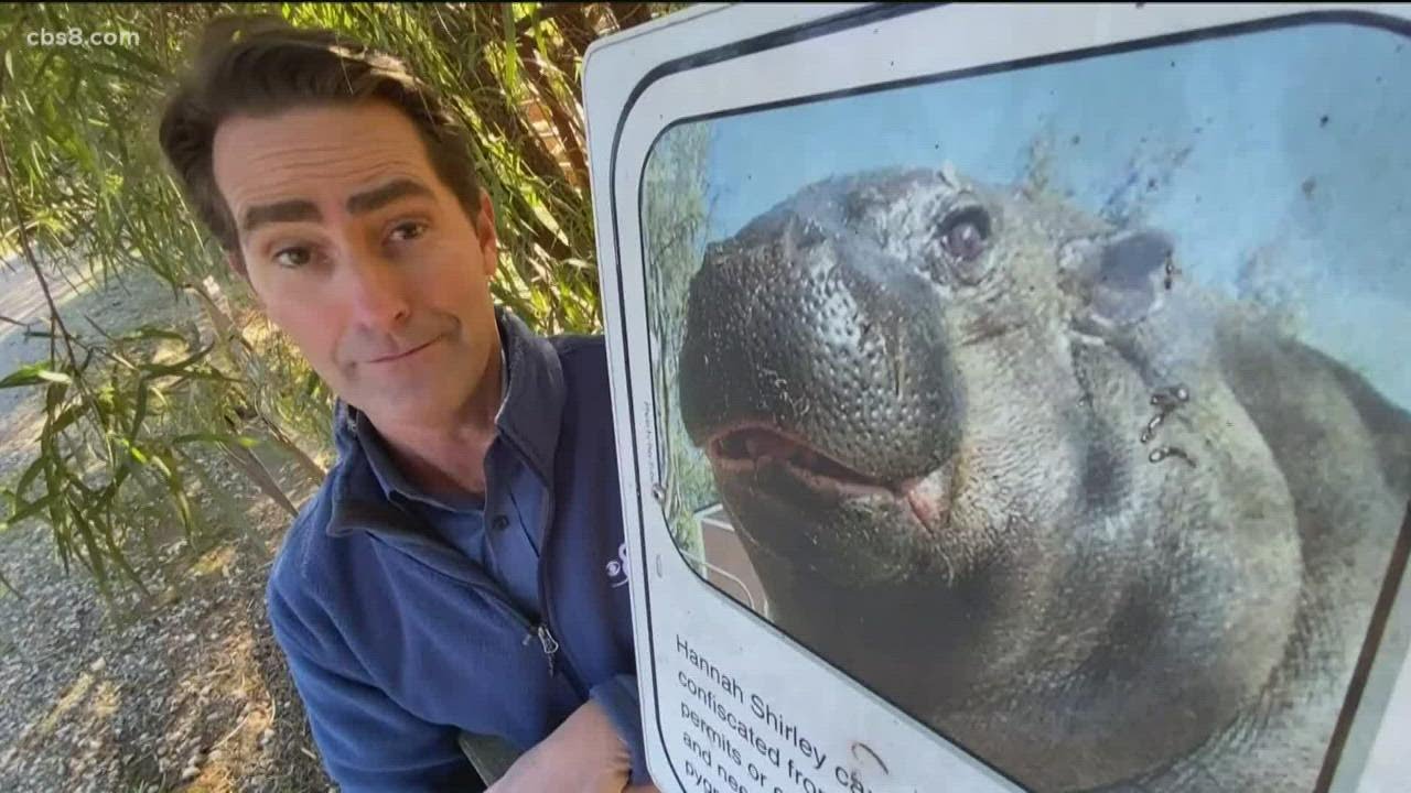 Hannah the Hippo is living large in 'Hippo Heaven'