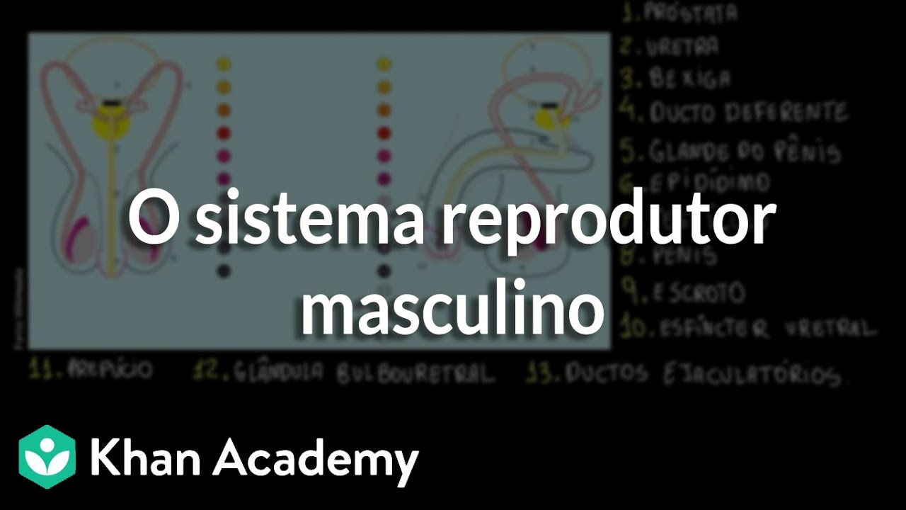O sistema reprodutor masculino