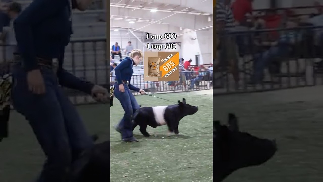 Feeding showpigs with Lindner Show Feed for a Livestock show! #showpigs #feedingpigs #livestock