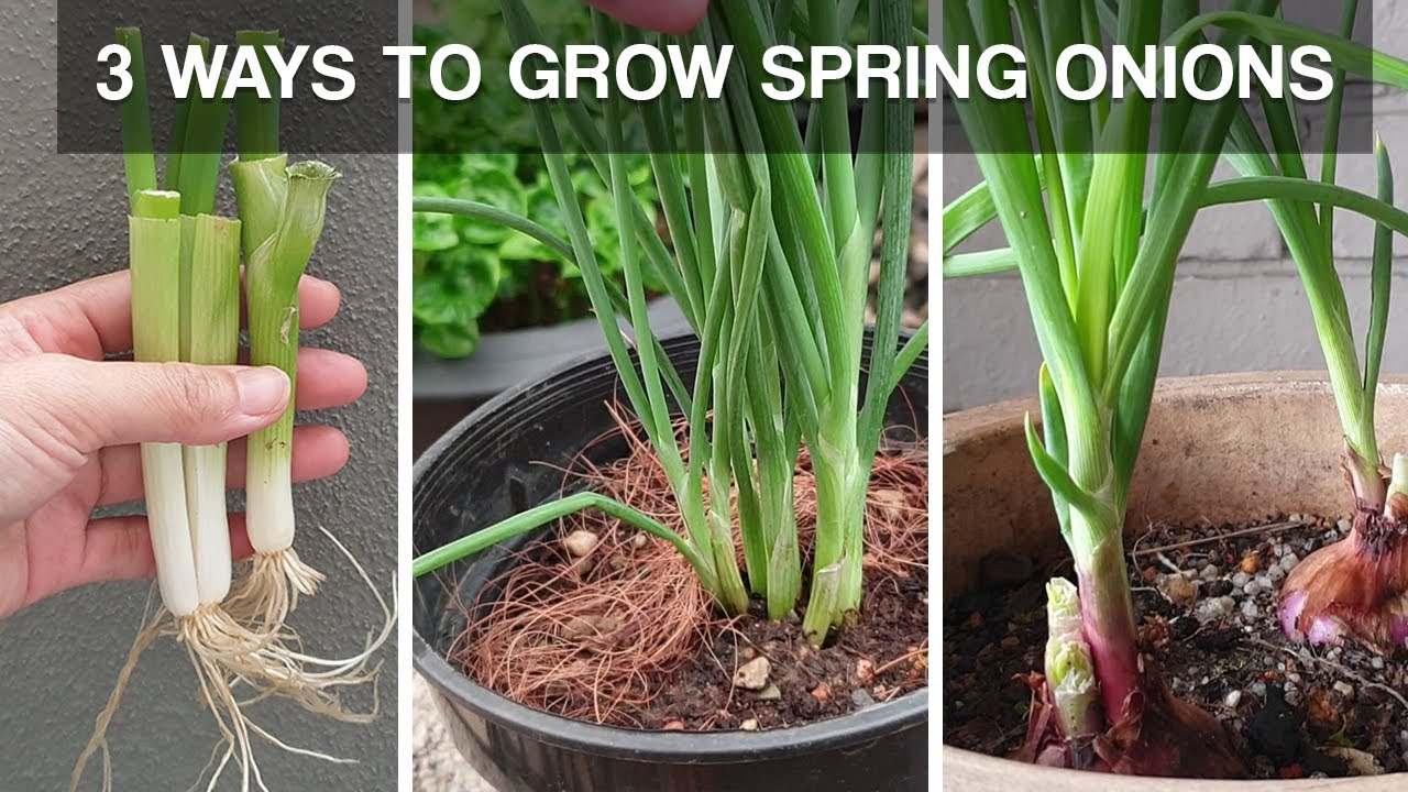 THREE WAYS TO GROW SPRING ONIONS | how to grow spring onions at home