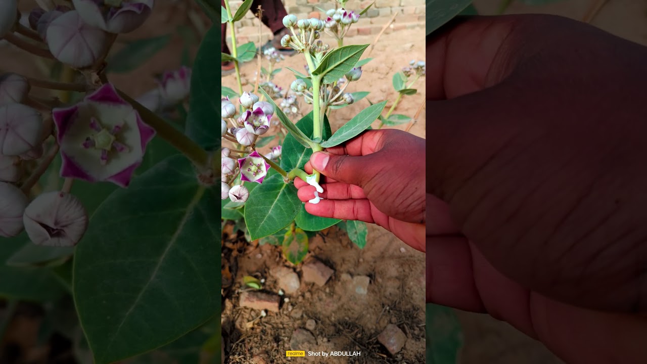 CALOTROPIS PROCERA PLANT ☘️.