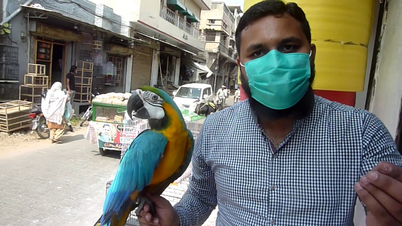 Sialkot | Shops Of Sialkot Part 4 | Awan Birds Gallery | Video NO.286