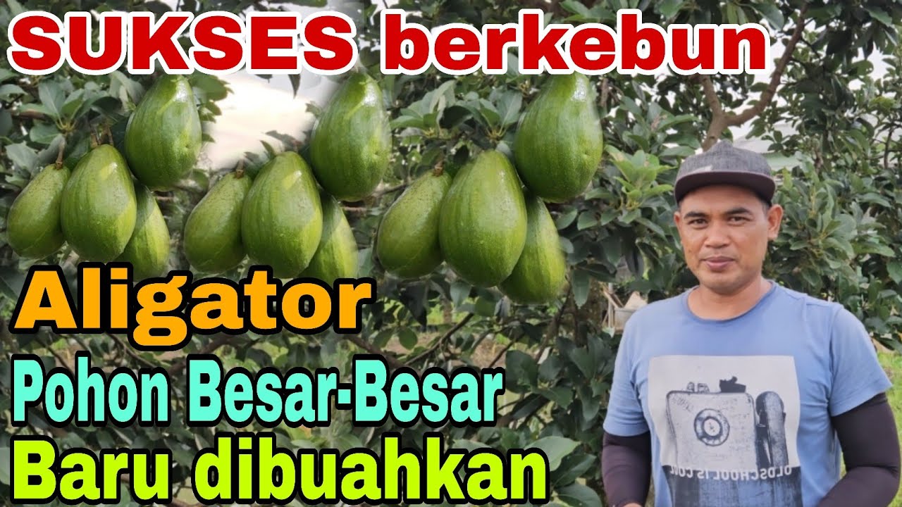 Kunci Sukses Berkebun Alpukat Aligator Menunggu Pohon Besar Baru dibuahkan