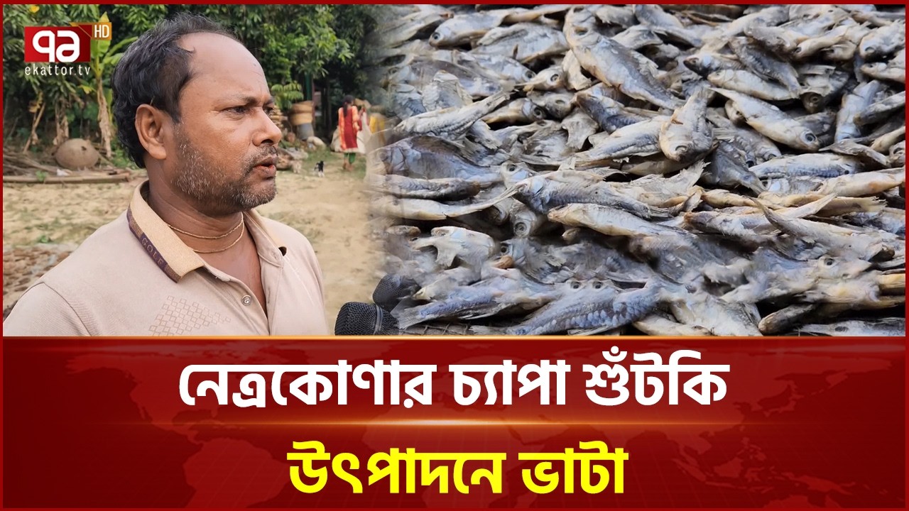 হাওরে দেশি মাছ কম; নেত্রকোণার চ্যাপা শুঁটকি উৎপাদনে ভাটা | Ekattor Business | Ekattor TV