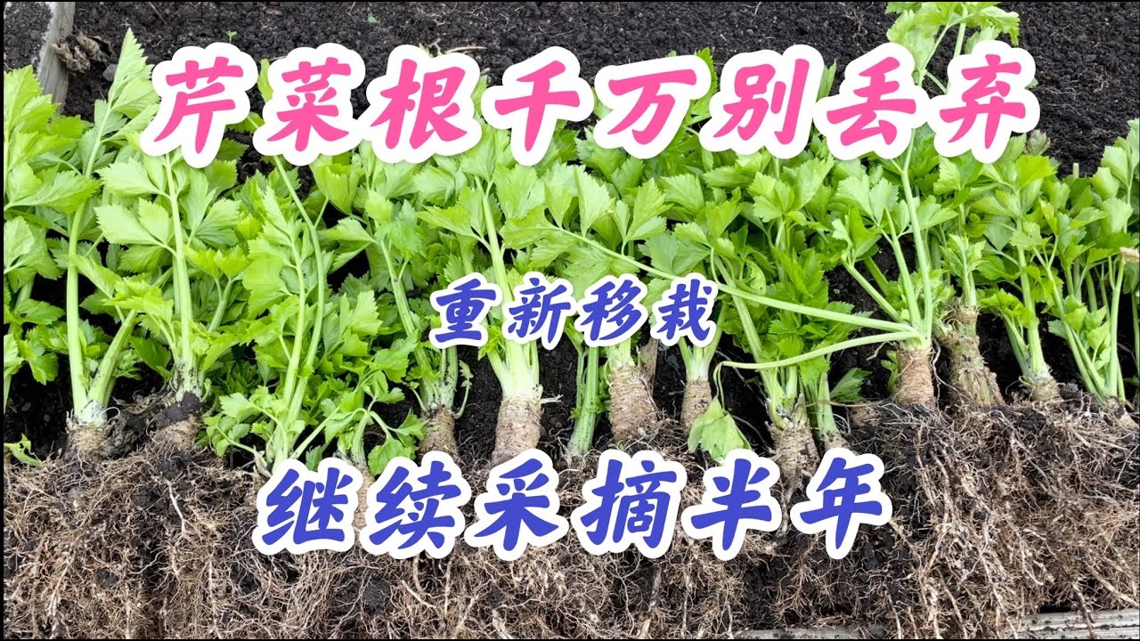 入冬前老芹菜根千万别丢弃，重新移栽可以继续采摘半年。堆肥棚里种植蔬菜一举两得了。